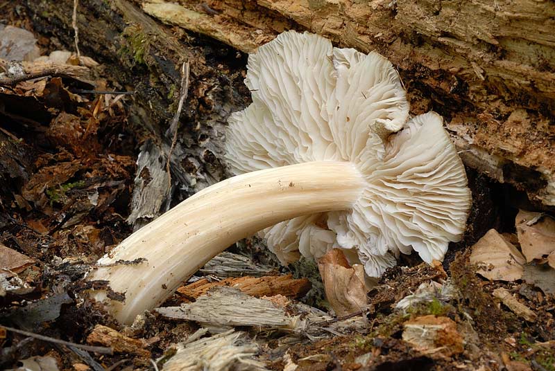 Megacollybia